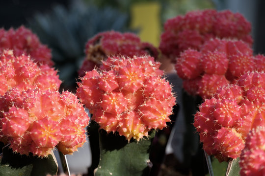 Erdbeerkaktus (Gymnocalycium mihanovichii)