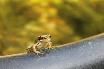 Frosch am Teich