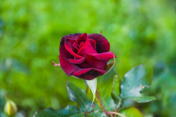 One flower is dark red rose