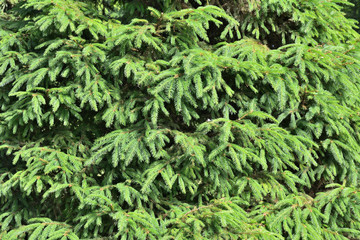 Naklejka na ściany i meble Lush fir branches of a large tree