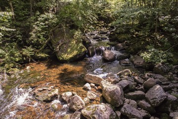 Petite rivière dans la forêt.
