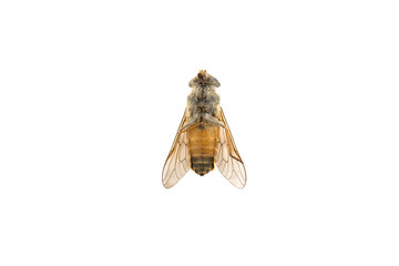 Insect gadfly on white background