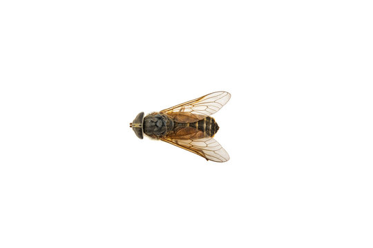 Insect gadfly on white background