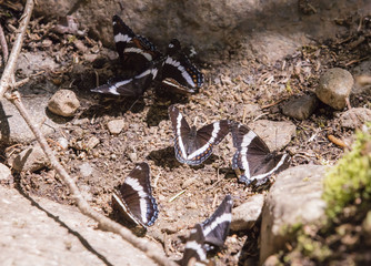 Plusieurs papillons réunis au même endroit.