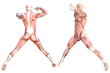 Conceptual anatomy healthy skinless human body muscle system set. Athletic young adult man posing for education, fitness sport, medicine isolated on white background. Biology science 3D illustration