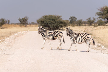 Fototapeta na wymiar Two Burchells zebras crossing a road. One zebra is pregnant