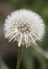 A Dandelion Seed Head or a Blowball