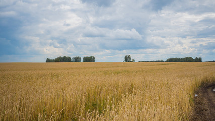 Wheat spikes fly in the wind. Wheat field, country road