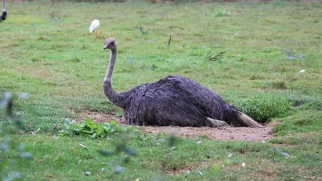Female Ostrich (common Ostrich) Sitting On Eggs Under the Rain