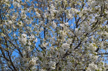 Cherry tree blooming with flowers