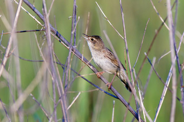 Grasshopper Warbler (Locustella naevia)