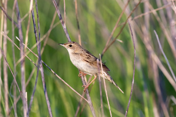 Grasshopper Warbler (Locustella naevia)