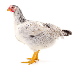 White hen isolated.
