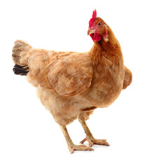 Brown hen isolated.