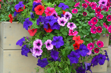 Red, blue and purple flowers of petunia in a wooden box - obrazy, fototapety, plakaty