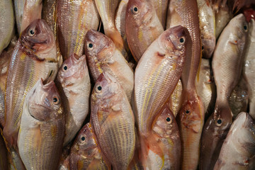 Fish at Market in Borneo