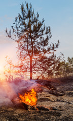 Fototapeta premium Forest fire burning, Wildfire close up at day time