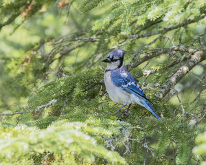 Geai bleu dans un arbre.