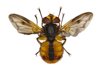 Tachinid Fly Ectophasia on white Background  -  Ectophasia crassipennis (Fabricius, 1794)