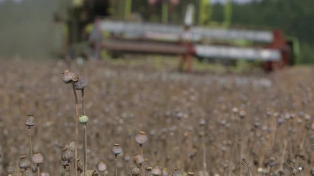 Mohn Ernte