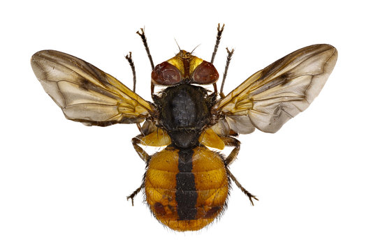 Tachinid Fly Ectophasia on white Background  -  Ectophasia crassipennis (Fabricius, 1794)