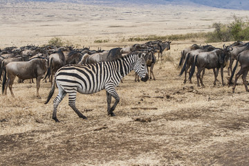 Fototapeta na wymiar Ein Zebra unter Gnus in der Savanne