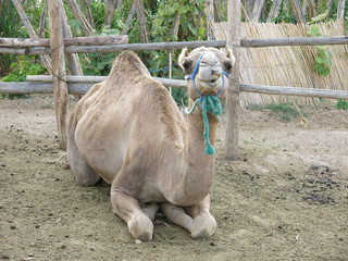 Camelus dromedarius, Morocco, Maghreb
