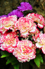 Obraz premium Curly Carnations