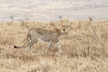 Gepard in der Savanne