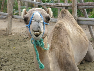Camelus dromedarius, Morocco, Maghreb