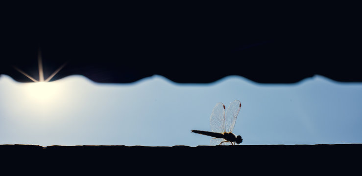 Dragonfly