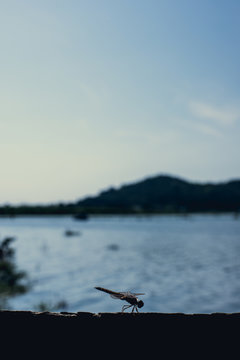 Dragonfly
