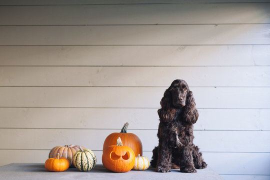 Cocker spaniel dog sitting next to halloween pumpkins