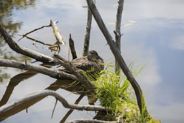 Canard se reposant sur une branche dans un petit lac.