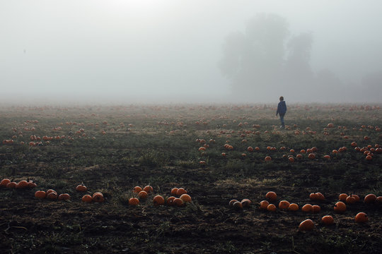 A field of pumpkins on a dark misty morning. A figure of a boy can be seen on one side of the field.
