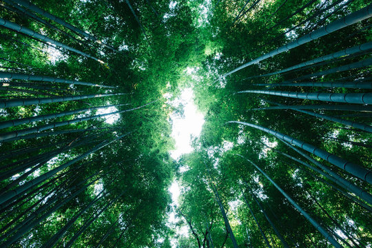 Tall Bamboo Trees in Asian Bamboo Forest (Kyoto, Japan)