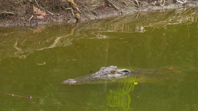 A medium shot of alligator. Shot pans to the left 