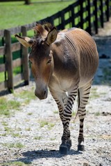 Zonkey half donkey and half zebra mix at animal reserve
