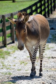 Zonkey half donkey and half zebra mix at animal reserve