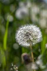 White dandelion in green grass. Summer