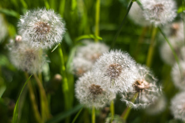 White dandelion in green grass. Summer