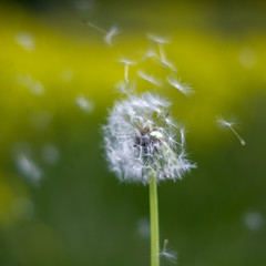 Fototapeta premium White dandelion in green grass. Summer