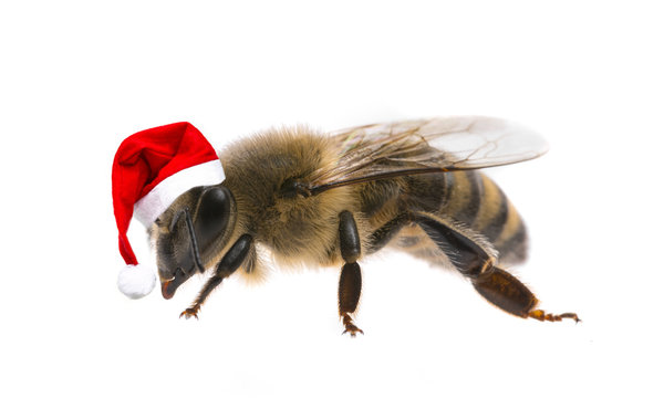 bee with santa cap  isolated on a white background