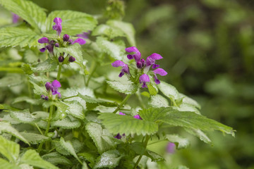 Fleurs à la rosé du matin.