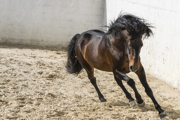 Lusitano Stallion