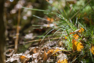yellow birch leaves in moss macro selective focus