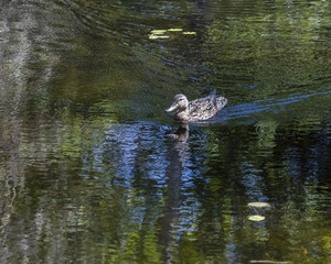 Canard nageant dans un lac.