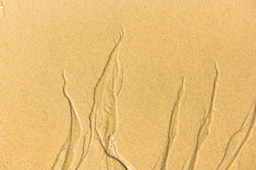 Top view of a sand sea bottom