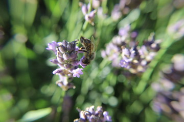 Biene auf Lavendel