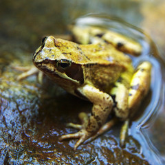 Macro of springer frog in the water